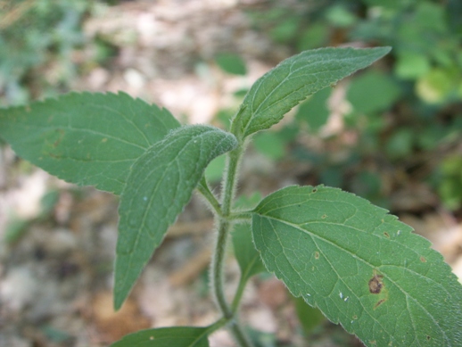 Pianta di sottobosco - Eupatorium cannabinum
